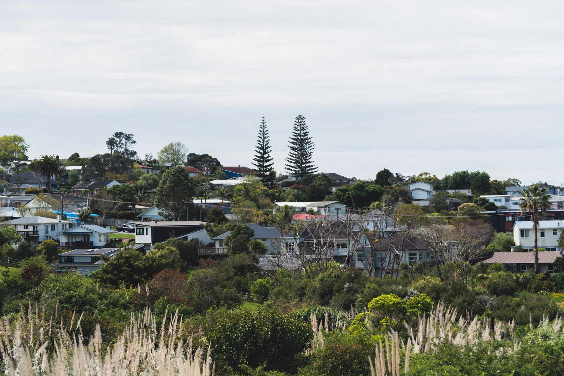 A hillside New Zealand suburb of weatherboard houses with corrugated iron roofs, palms and tall pines, seen across a green valley.